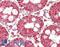 Cytochrome C Oxidase Subunit 4I1 antibody, LS-B14119, Lifespan Biosciences, Immunohistochemistry paraffin image 