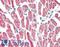 NDUFA4 Mitochondrial Complex Associated Like 2 antibody, LS-B15596, Lifespan Biosciences, Immunohistochemistry paraffin image 