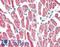 NUOMS antibody, LS-B15596, Lifespan Biosciences, Immunohistochemistry paraffin image 