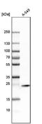 Syntaxin 8 antibody, NBP1-91152, Novus Biologicals, Western Blot image 