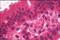 Hepatocyte Nuclear Factor 4 Alpha antibody, NB100-1783, Novus Biologicals, Immunohistochemistry frozen image 