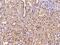 Chromosome 9 Open Reading Frame 78 antibody, 204275-T08, Sino Biological, Immunohistochemistry frozen image 