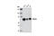 Neurofibromin 2 antibody, 12896S, Cell Signaling Technology, Western Blot image 