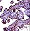 Carcinoembryonic Antigen Related Cell Adhesion Molecule 3 antibody, LS-C168646, Lifespan Biosciences, Immunohistochemistry frozen image 