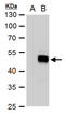 SRY-Box 18 antibody, GTX129364, GeneTex, Western Blot image 