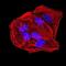 Anaphase Promoting Complex Subunit 10 antibody, NBP2-61888, Novus Biologicals, Immunofluorescence image 