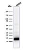 Cytochrome C, Somatic antibody, GTX34621, GeneTex, Western Blot image 