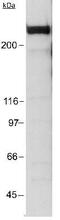 E1A Binding Protein P300 antibody, NB100-507, Novus Biologicals, Western Blot image 