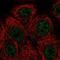 LRAT Domain Containing 2 antibody, NBP2-49459, Novus Biologicals, Immunofluorescence image 