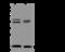 Mitochondrial Ribosomal Protein S10 antibody, 201190-T36, Sino Biological, Western Blot image 