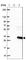 Autophagy Related 5 antibody, HPA042973, Atlas Antibodies, Western Blot image 