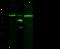 Aldehyde Dehydrogenase 7 Family Member A1 antibody, GTX02210, GeneTex, Western Blot image 