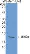 Galectin 9 antibody, LS-C300127, Lifespan Biosciences, Western Blot image 