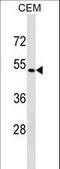 Somatostatin Receptor 5 antibody, LS-C157097, Lifespan Biosciences, Western Blot image 