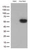 Programmed Cell Death 1 antibody, LS-C796946, Lifespan Biosciences, Western Blot image 
