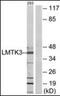 Serine/threonine-protein kinase LMTK3 antibody, orb179009, Biorbyt, Western Blot image 