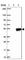 RCC1 Domain Containing 1 antibody, HPA040776, Atlas Antibodies, Western Blot image 