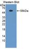 Trans-Golgi Network Protein 2 antibody, abx131635, Abbexa, Western Blot image 