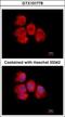 Inosine Monophosphate Dehydrogenase 2 antibody, GTX101778, GeneTex, Immunocytochemistry image 