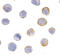 GDNF Family Receptor Alpha 2 antibody, 1135, ProSci, Immunocytochemistry image 