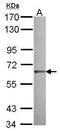 Kelch Like Family Member 25 antibody, PA5-31115, Invitrogen Antibodies, Western Blot image 