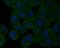  antibody, NBP2-76923, Novus Biologicals, Immunocytochemistry image 