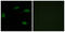 Olfactory Receptor Family 2 Subfamily T Member 11 (Gene/Pseudogene) antibody, GTX87237, GeneTex, Immunofluorescence image 