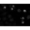 Centromere Protein E antibody, IQ201, Immuquest, Immunofluorescence image 
