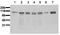 FER Tyrosine Kinase antibody, AM00060PU-N, Origene, Western Blot image 