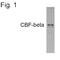 Core-Binding Factor Subunit Beta antibody, PA1-317, Invitrogen Antibodies, Western Blot image 