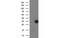 Lactamase Beta 2 antibody, MBS832780, MyBioSource, Western Blot image 