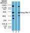 VANGL Planar Cell Polarity Protein 1 antibody, PA5-23229, Invitrogen Antibodies, Western Blot image 