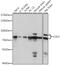 Cullin 3 antibody, 16-613, ProSci, Western Blot image 