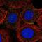p140Cap antibody, NBP2-39005, Novus Biologicals, Immunocytochemistry image 