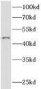 Alcohol Dehydrogenase Iron Containing 1 antibody, FNab00167, FineTest, Western Blot image 