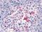 Respiratory Syncytial Virus antibody, PA1-23413, Invitrogen Antibodies, Immunohistochemistry frozen image 
