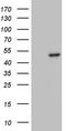 Glycerol-3-Phosphate Acyltransferase 3 antibody, LS-C799665, Lifespan Biosciences, Western Blot image 