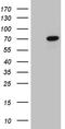 Centrosomal Protein 72 antibody, LS-C792661, Lifespan Biosciences, Western Blot image 