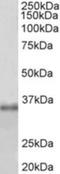 Fibrillarin antibody, NBP2-26150, Novus Biologicals, Western Blot image 