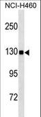 Ubiquitin Specific Peptidase 8 antibody, LS-C157335, Lifespan Biosciences, Western Blot image 