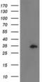 CIP1 antibody, MA5-25504, Invitrogen Antibodies, Western Blot image 