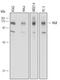 Mitogen-Activated Protein Kinase Kinase Kinase Kinase 4 antibody, AF6027, R&D Systems, Western Blot image 