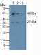 Actin Alpha 2, Smooth Muscle antibody, LS-C314763, Lifespan Biosciences, Western Blot image 