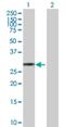 Kallikrein Related Peptidase 10 antibody, H00005655-B01P, Novus Biologicals, Western Blot image 