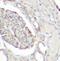 CD34 antibody, FNab01469, FineTest, Immunohistochemistry paraffin image 