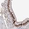 Zinc Finger Protein 638 antibody, NBP1-82730, Novus Biologicals, Immunohistochemistry frozen image 