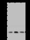 Dynactin Subunit 3 antibody, 203731-T44, Sino Biological, Western Blot image 