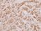 Granzyme K antibody, A06281-1, Boster Biological Technology, Immunohistochemistry frozen image 