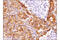 Tubulin antibody, 15115S, Cell Signaling Technology, Immunohistochemistry paraffin image 