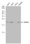 RAP2A, Member Of RAS Oncogene Family antibody, GTX108831, GeneTex, Western Blot image 